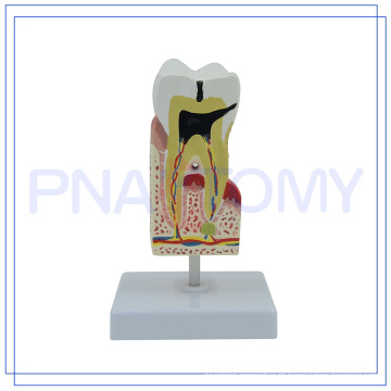 Modelo de cuidados de dentes humanos PNT-0542